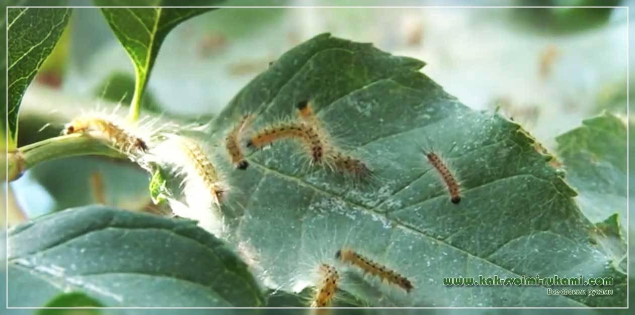 Чем грозит американская бабочка урожаю и как с ней бороться