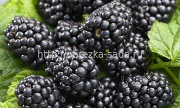 Формировка куста садовой ежевики