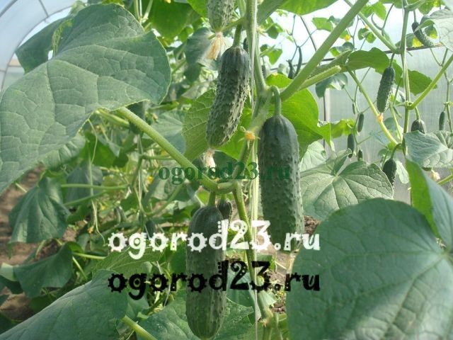 Фунгициды для огурцов в теплице