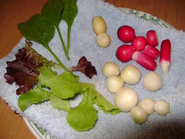 Посев семян в теплице