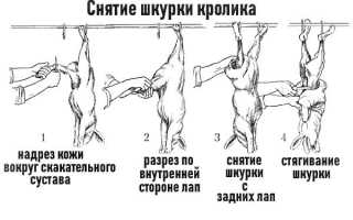 Правила выделки шкур кролика