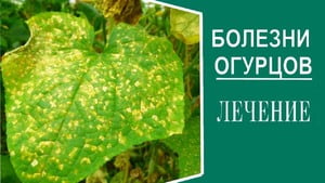 Причины болезней огурцов в теплице