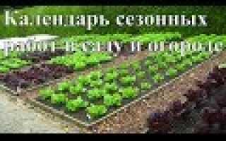 Продолжайте собирать урожай в саду и огороде