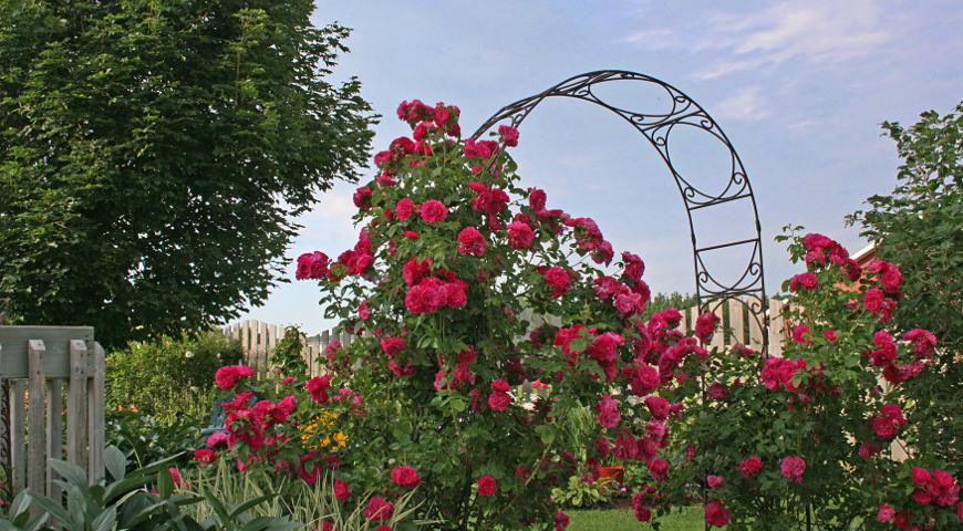 Растения для садовых арок