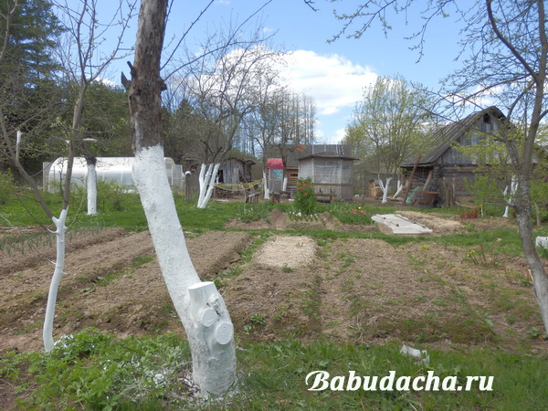 Раствор для побелки деревьев