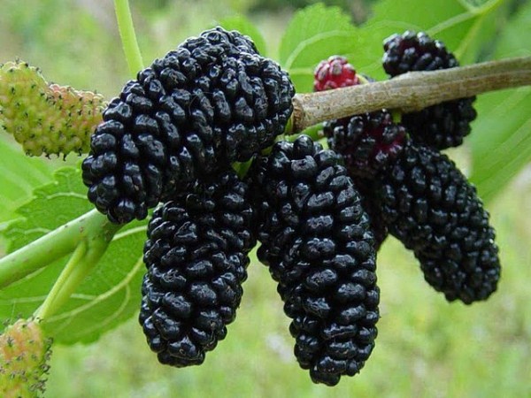 Размножение шелковицы черенками