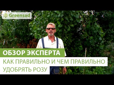 Розы садовые как выращивать