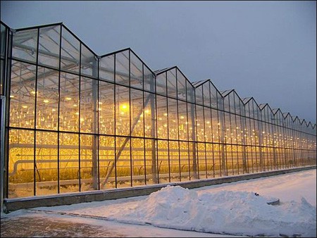 С чего начать строительство теплицы