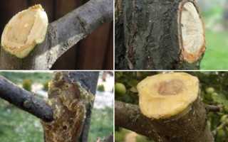 Садовый вар первая помощь для садовых культур