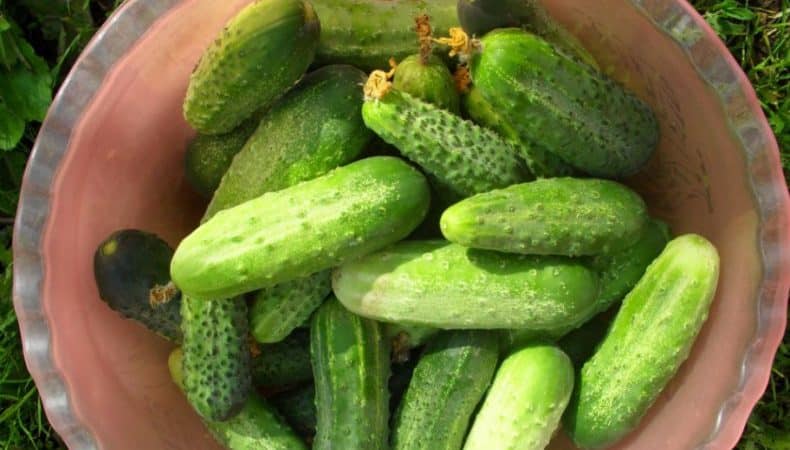 Семена огурцов для теплиц голландия f