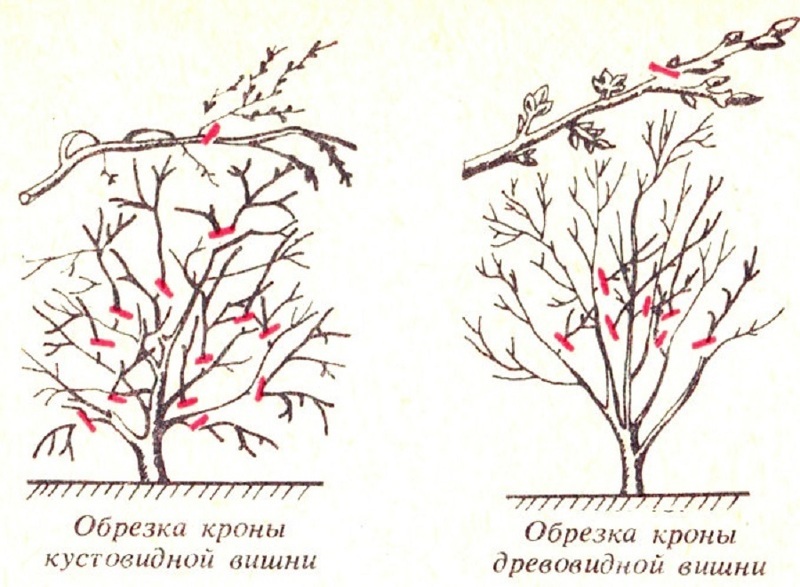 Схема обрезки черешни после сбора урожая