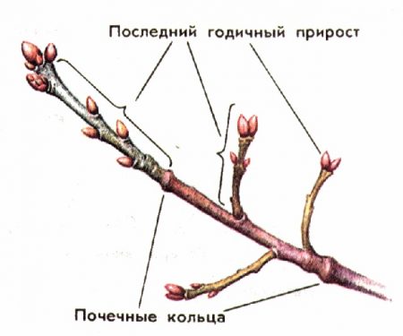 Схема обрезки красной смородины летом