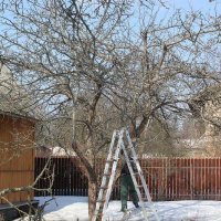 Схема омолаживающей обрезки яблони