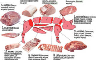 Схема разделки тушки свиньи или поросенка