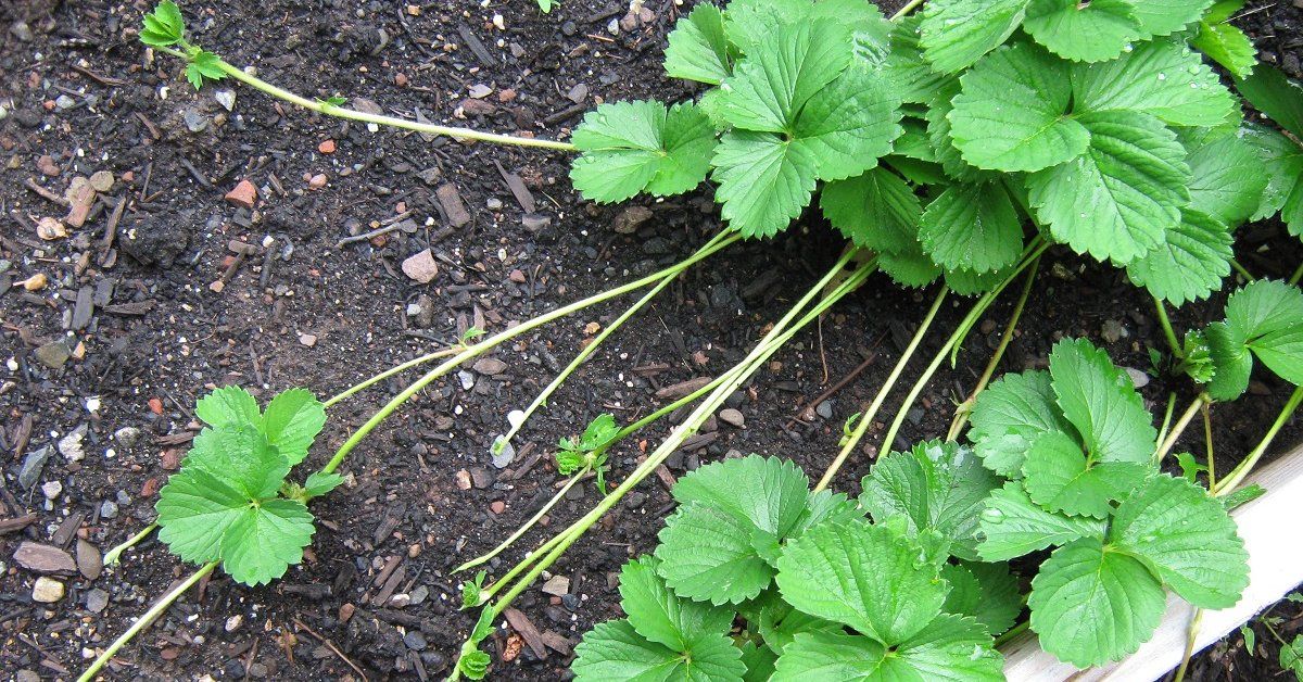 Схема размножения клубники усами