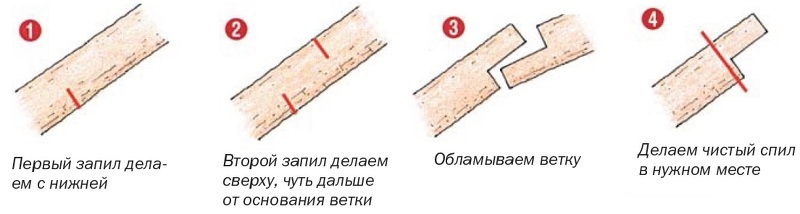 Схема спиливания толстых веток в саду