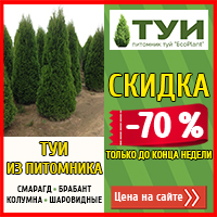 Шиповник морщинистый в саду