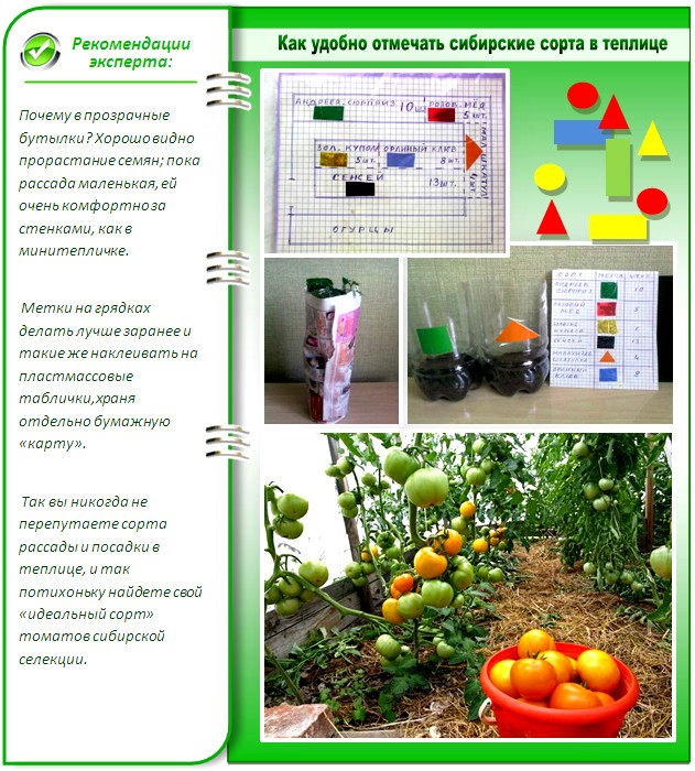 Сибирские сорта помидоров для теплиц