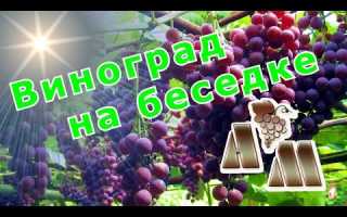Сорта винограда для беседки неукрывные