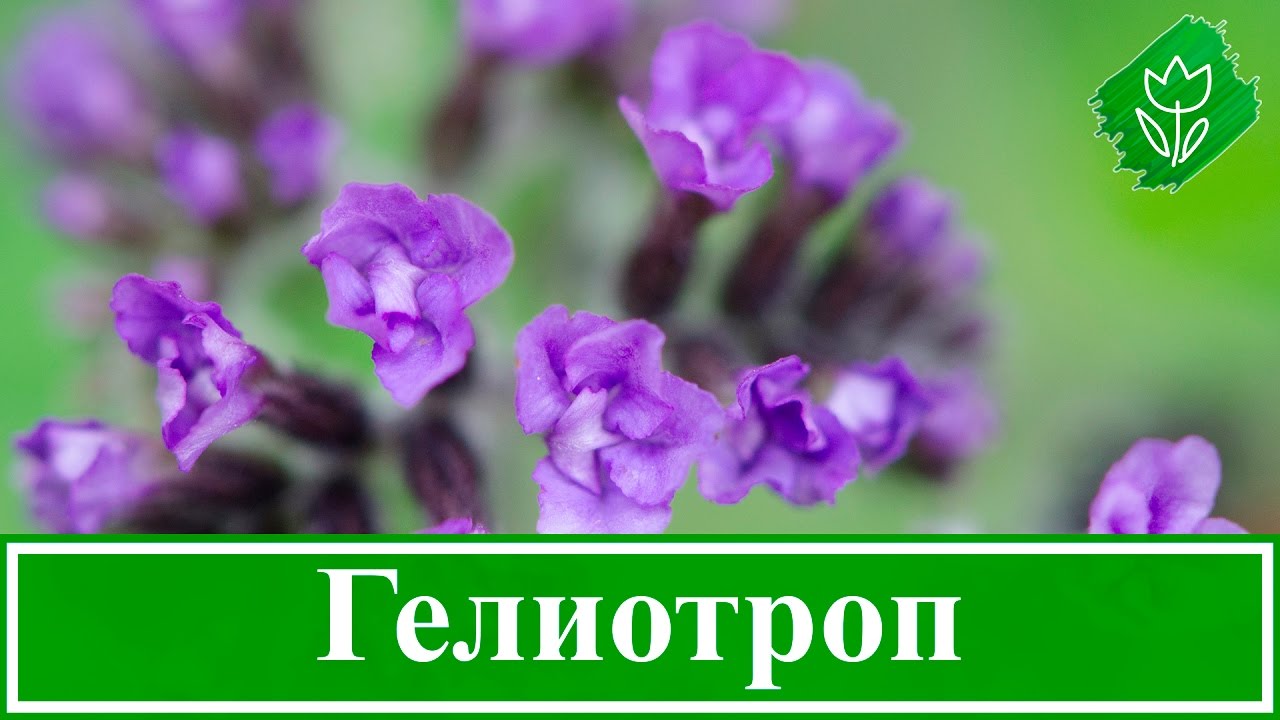 Советы как выращивать гелиотропы в саду