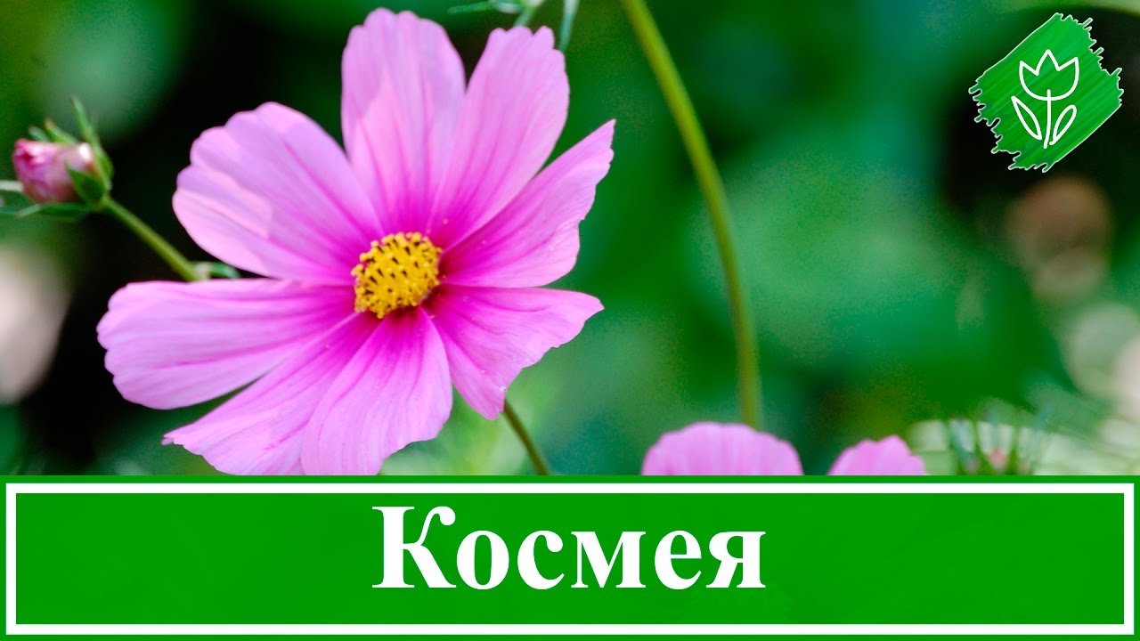 Советы по выращиванию космоса космеи в саду