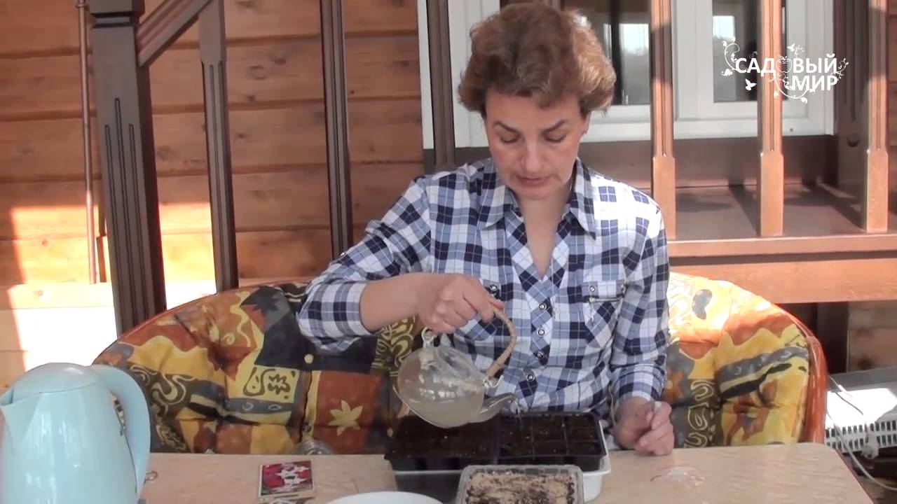 Табак декоративный выращивание из семян