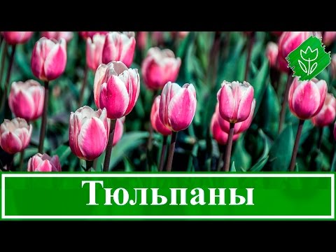 Технология выращивания тюльпанов из луковицы на садовом участке