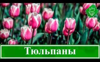 Технология выращивания тюльпанов из луковицы на садовом участке
