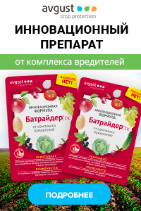 Цветущие и декоративные кустарники для сада