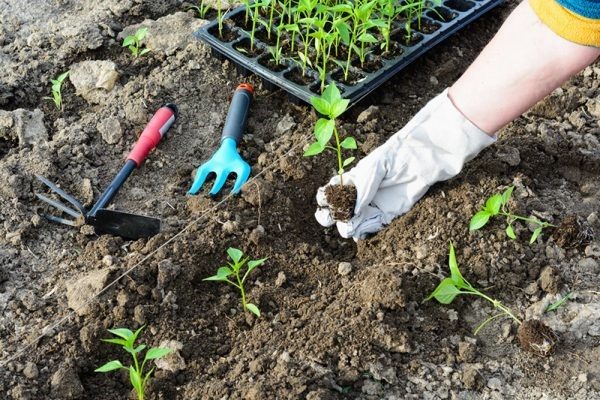 Удачное соседство перец и помидоры в одной теплице