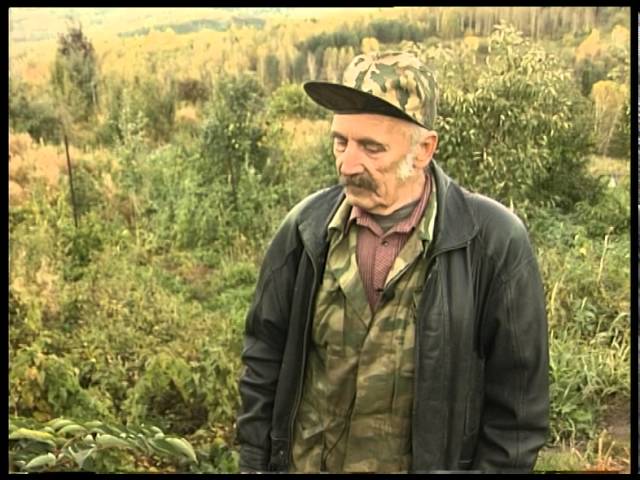 Уход за декоративной аралией виды и сорта