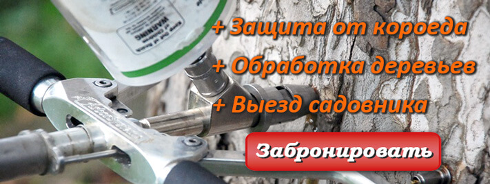 Уход за деревьями и кустарниками в саду