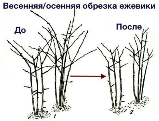 Уход за ежевикой садовой без шипов осенью