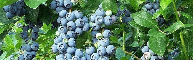 Уход за садовой черникой осенью