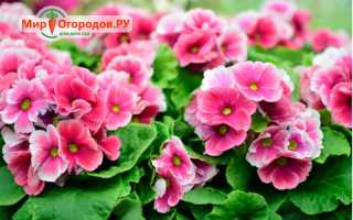 Уход за садовой примулой осенью