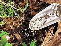 Уход за садовыми розами осенью