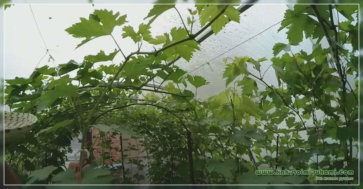 Уход за виноградом в теплице осенью