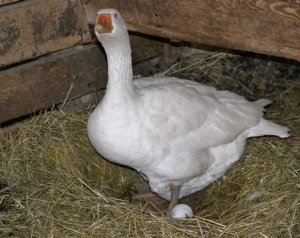 Когда начинают нестись гуси в домашних условиях