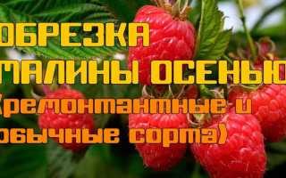 Ремонтантная малина обрезка