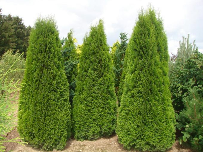 Чем отличается туя западная смарагд вариегата smaragd variegata