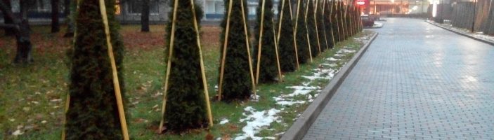 Чем удобрять хвойники осенью