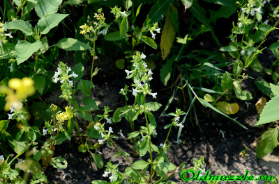 Чистец однолетний stachys annua l