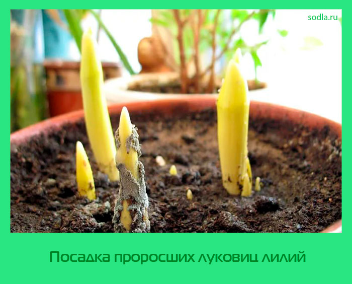 Что делать если лилии проросли осенью