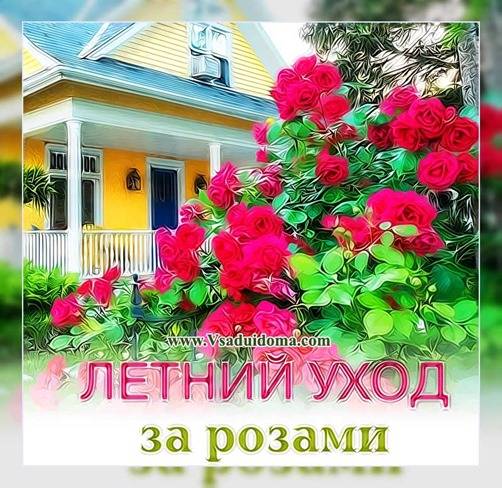 Эффективный уход за розарием