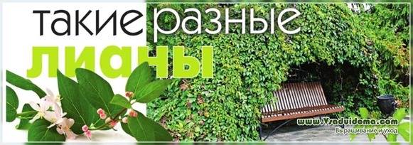 Элементы конструкции и лианы для вертикального озеленения