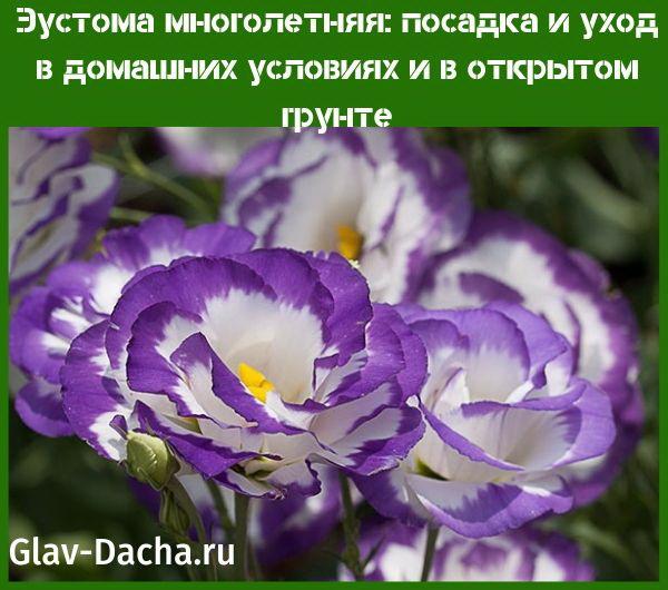 Эустома многолетняя посадка и уход в открытом грунте