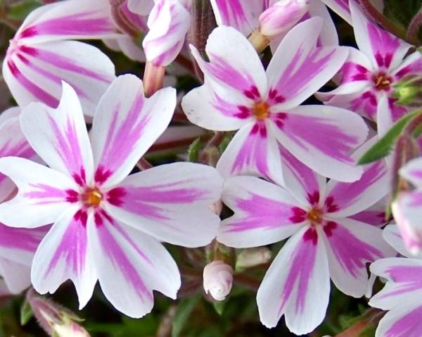 Флоксы многолетние виды и сорта с фото