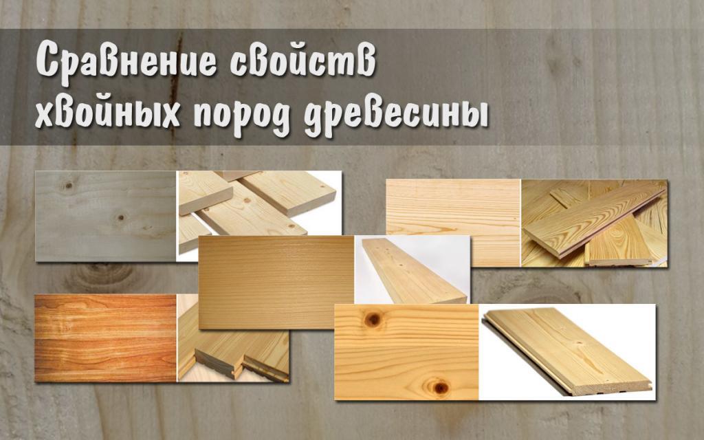Хвойные деревья ели пихты лиственницы и сосны