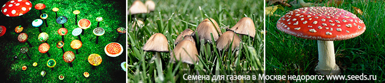 Появились грибы на газоне весной