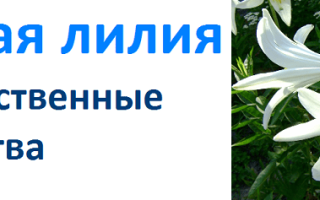 Применение лилий в медицине и кулинарии